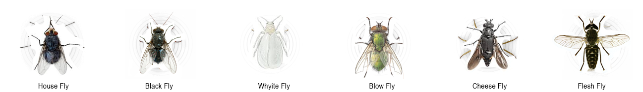 Bugs Image