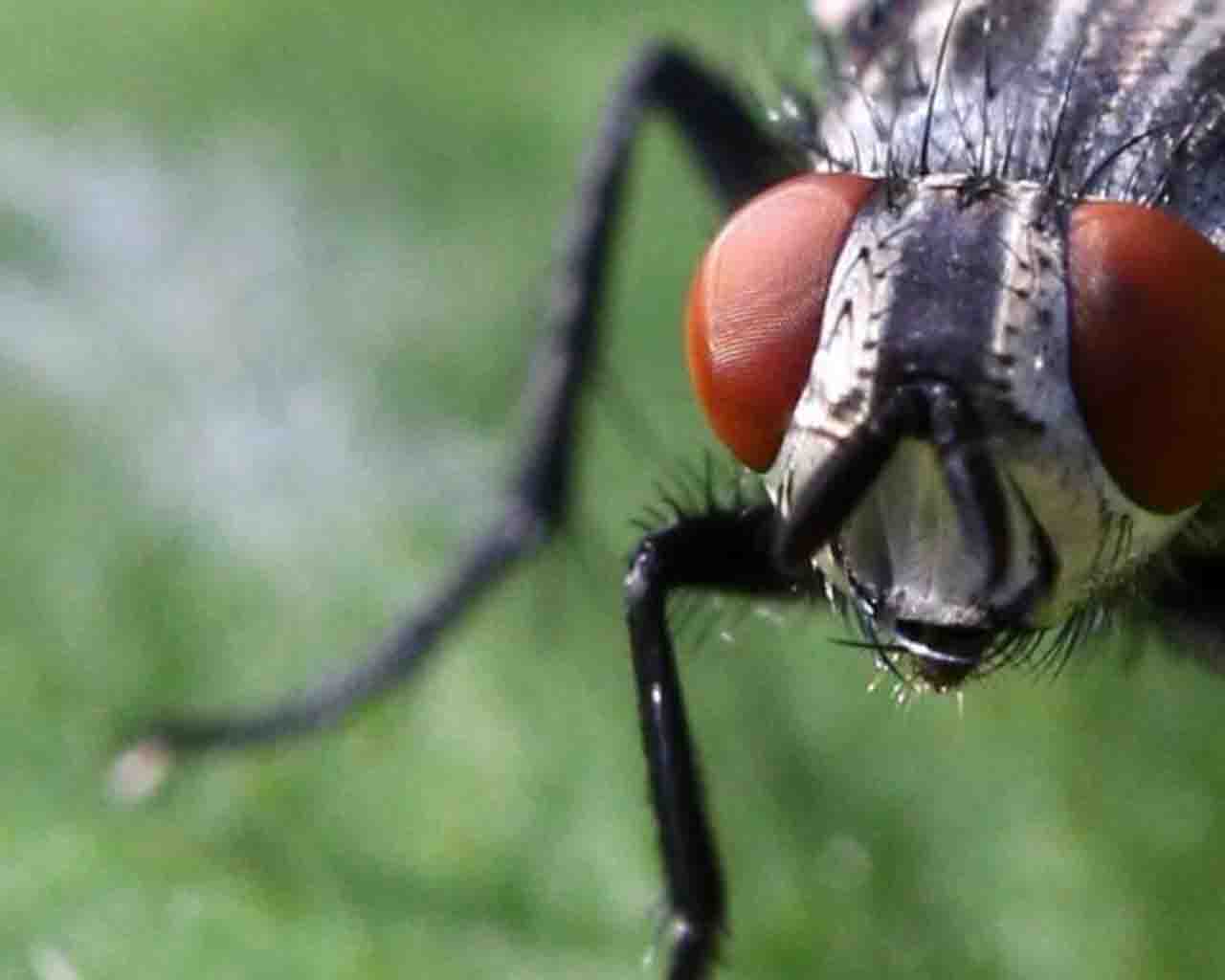 The Effects of Flies on Humans | මිනිසුන්ට මැස්සන්ගේ බලපෑම්